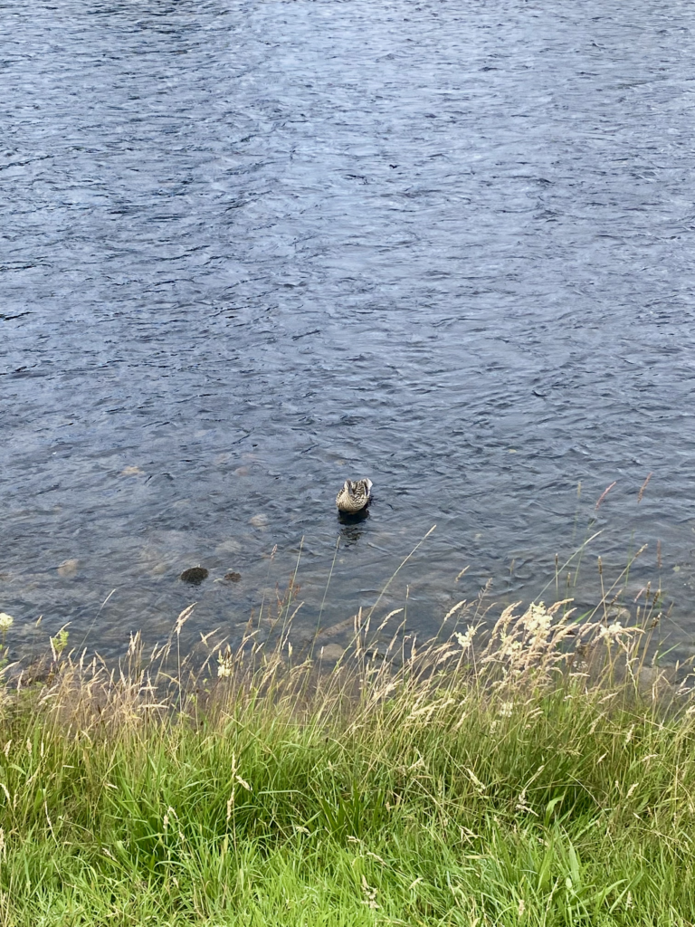 A duck in a river.