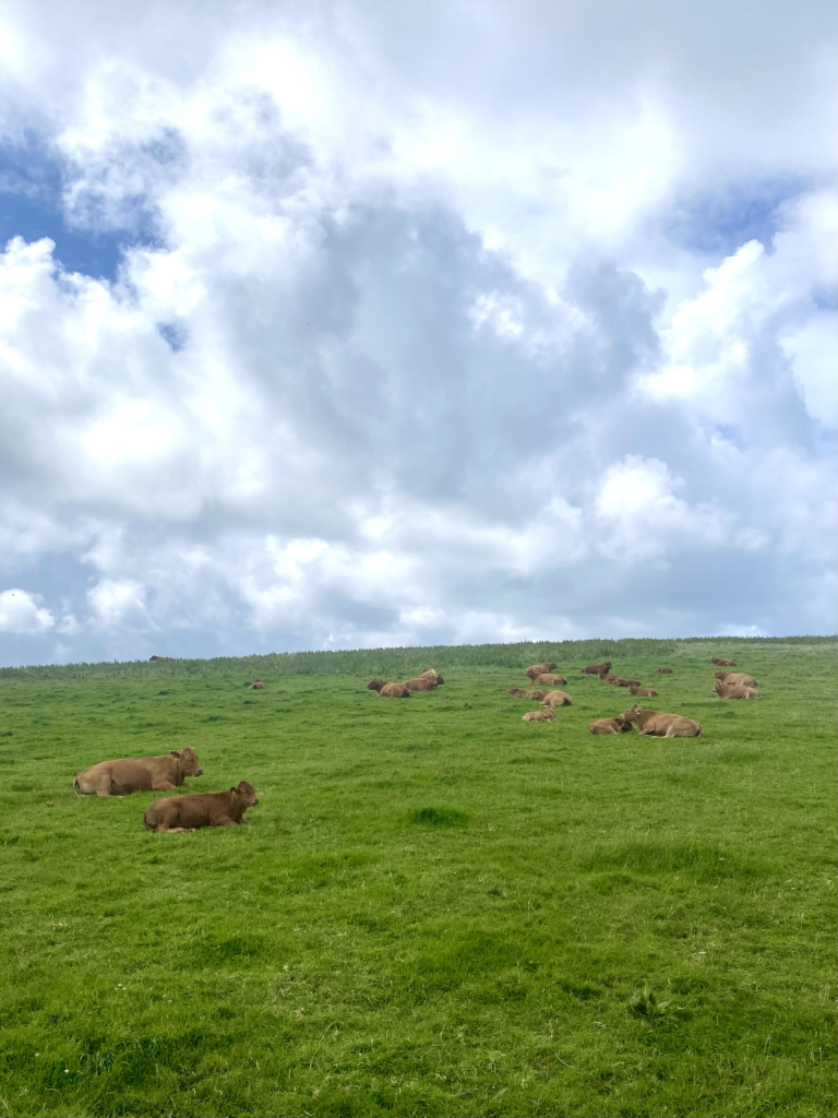 Cliffs of Moher: How to Plan an Independent Day Trip from Galway